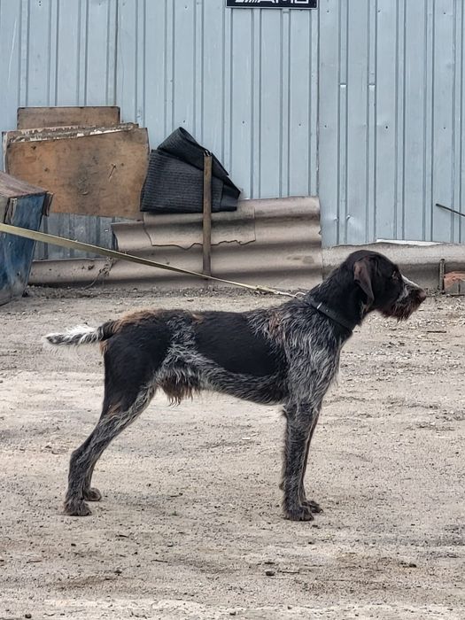 Ищем невесту для парня.
