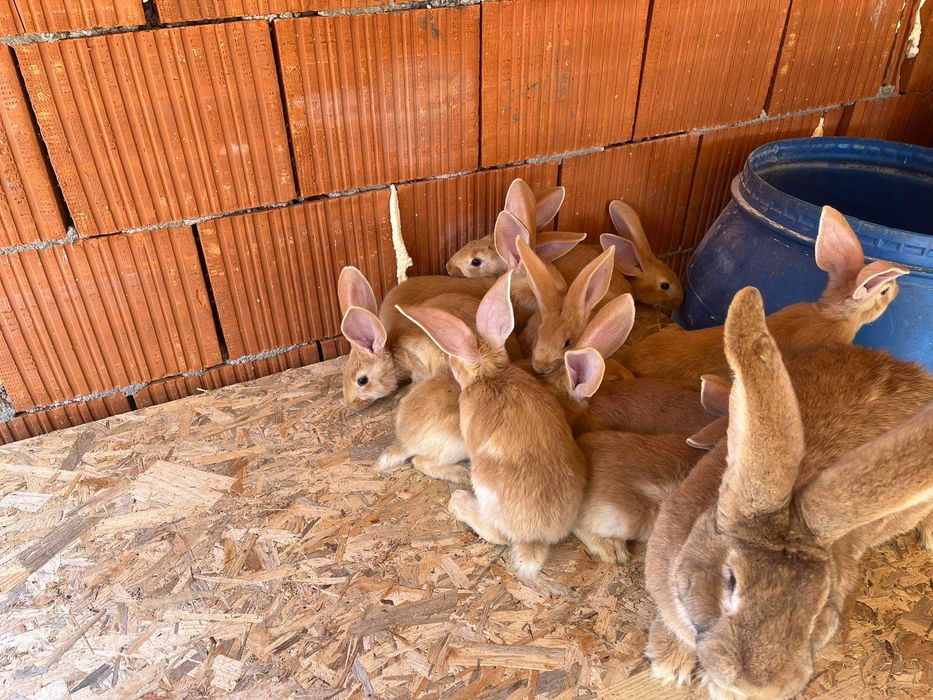 Iepuri uriaș german galben