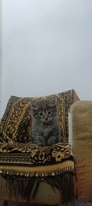 Отдам котят в добрые руки