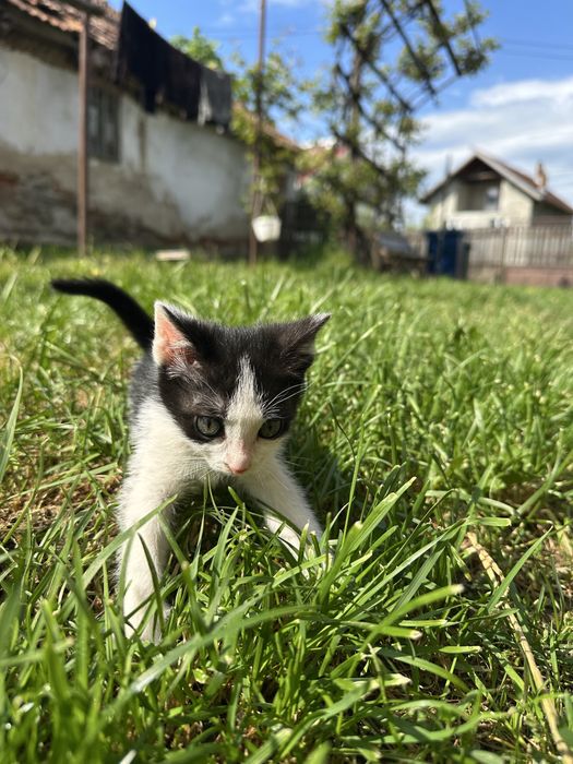 Donez pui de pisică 6 saptamani