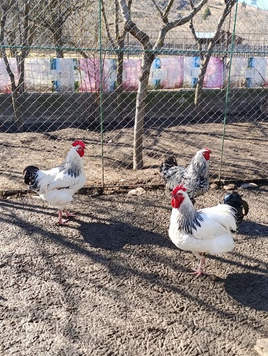 Cocoși , combatant indian , susex, barnevelder,