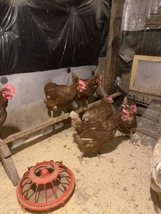 Продам ломан браун 10 кур 1 петух