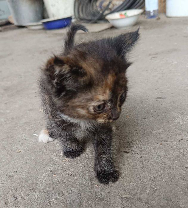 Котята за бесплатно