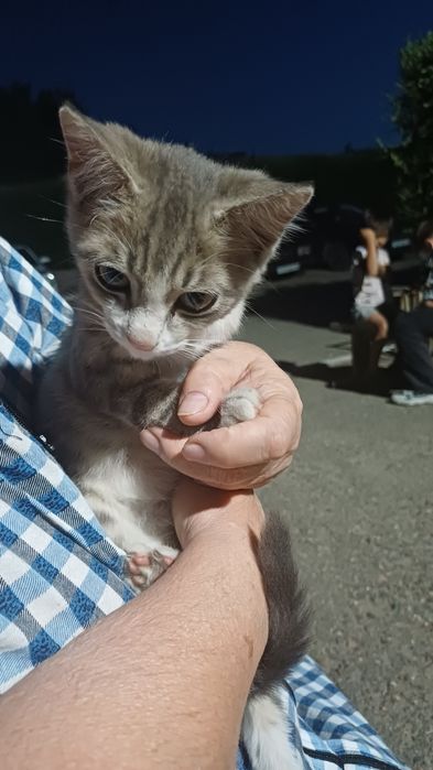 Котенок ищет дом