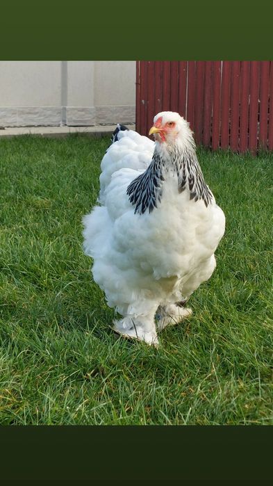 Oua de incubat,  pui de o zi,  păsări de rasă,  Brahma , Australorp,
