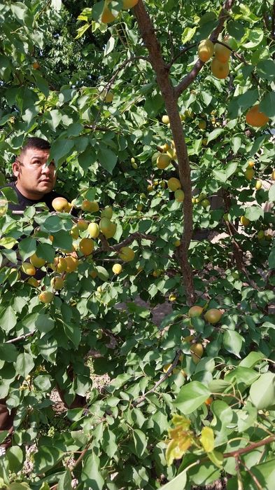 Карликивий пинкилидин интенсивный кучатлар сотувда