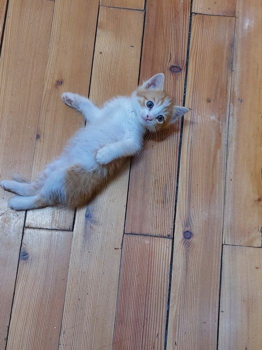 В добрые руки милые котята