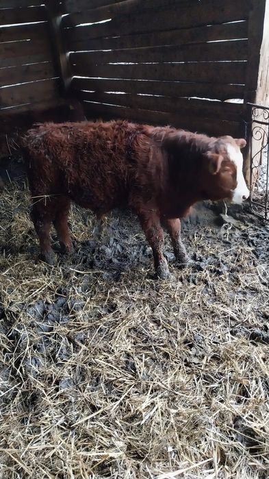 Vând viței bălțați și belgian