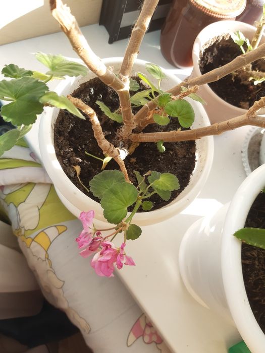 Продаю цветы, Герань