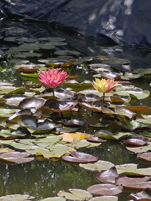 Продавам водни лилии