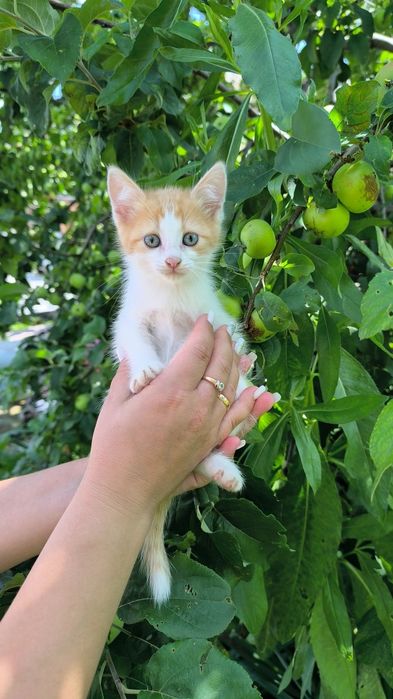 Котята Заботливым Хозяевам все девчонки