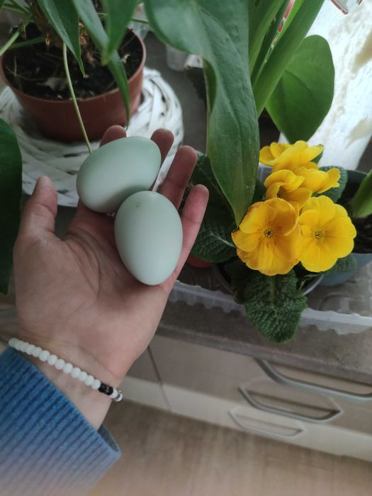 Oua pentru incubat araucana (verzi)