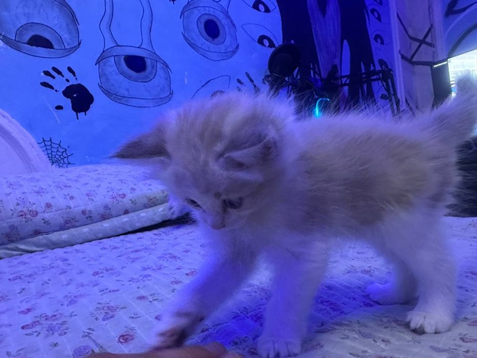 Продаются сибирские котята!