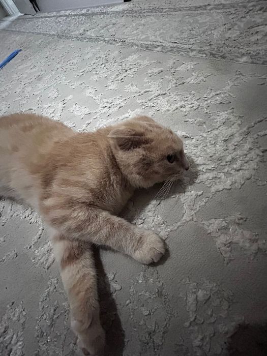 Кот мальчик домашний