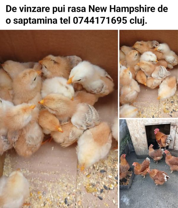 Pui rasa Hampshire