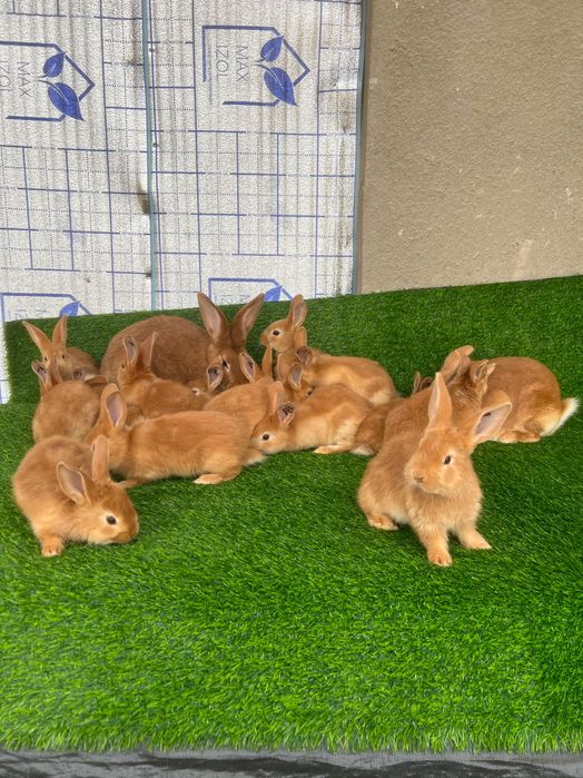 Бургундия қуёнлар