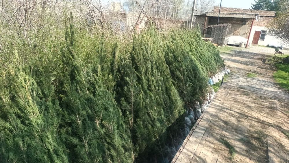 Элдарский сосна кучатлари