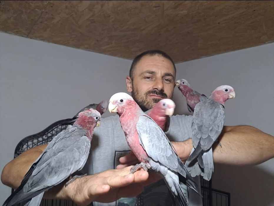 Puișori foarte blânzi Roza Kakadu (Galah)