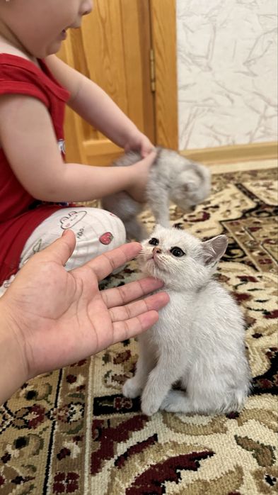 Шиншилла  котята