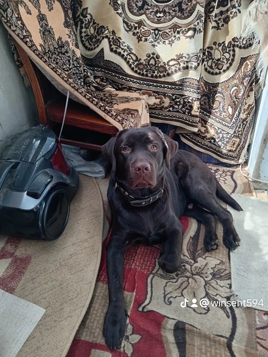 Ищу девочку для вязки