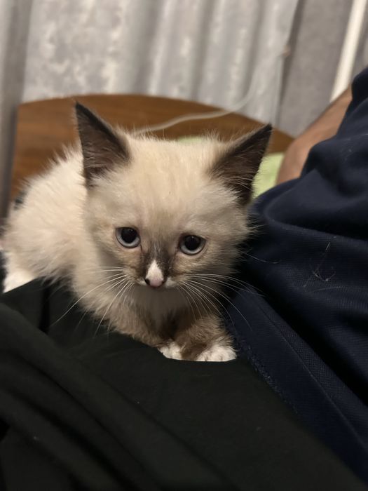 Отдам сиамских котяток