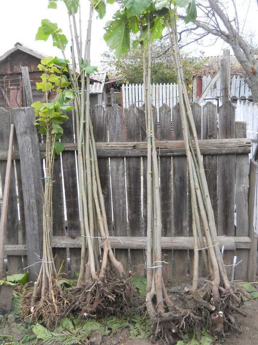 paulovnia tomentosa 1-1,5m