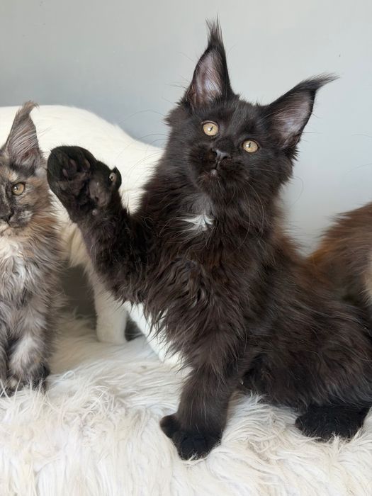 Мейн кун котенца / Мейн куун котенца / Maine coon kittens