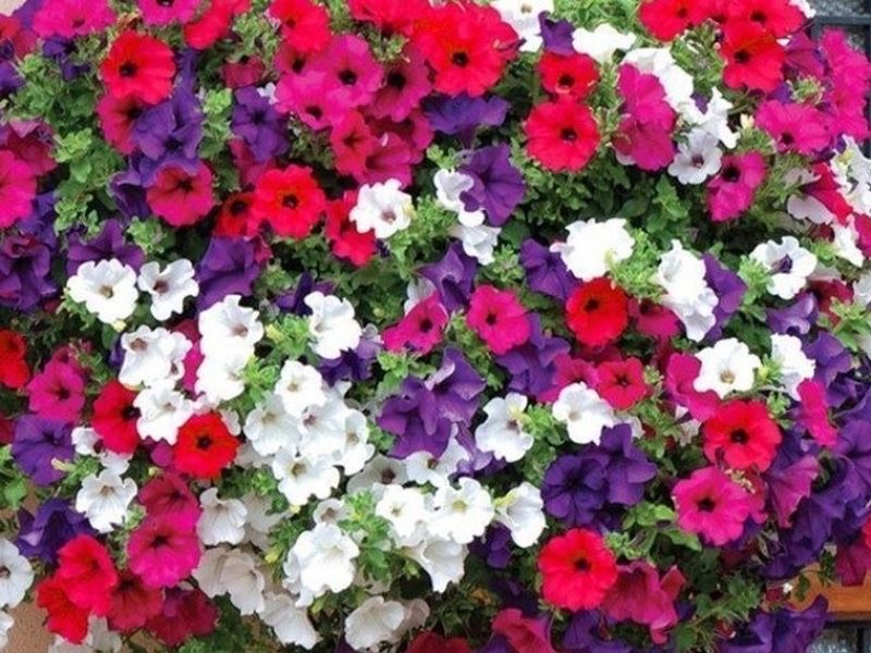 Предзаказ на петуни