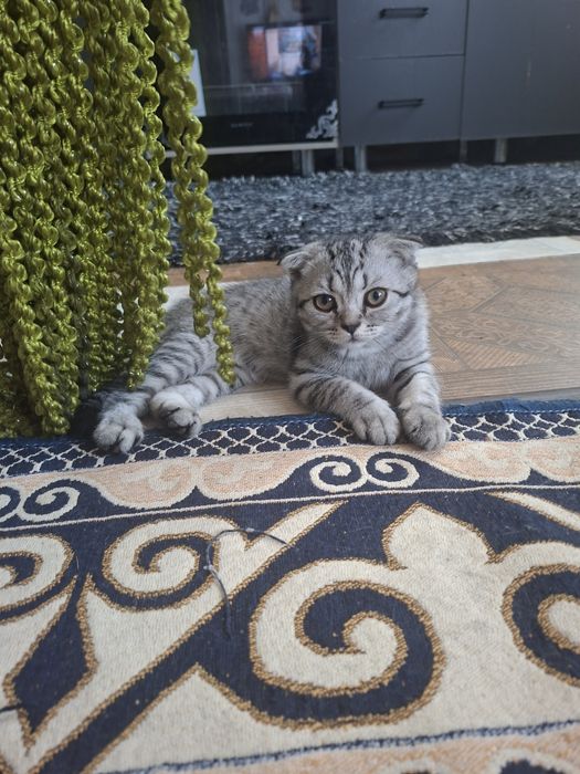 Продам веслоухого котенка