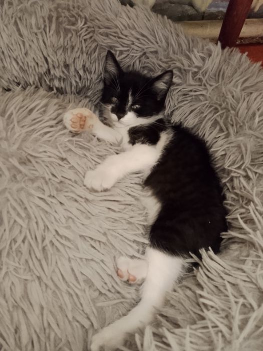 Отдам котят с доставкой