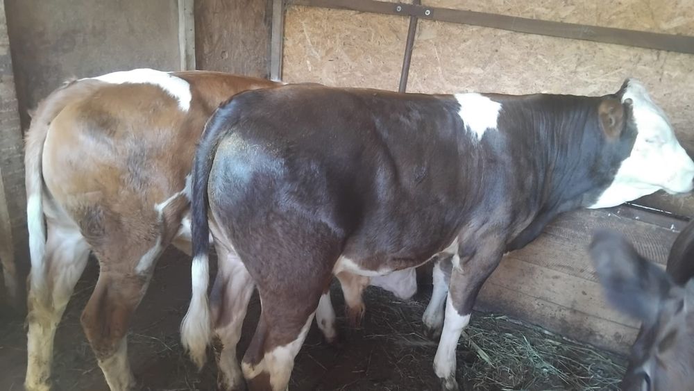Vând 3 viței din monta artificială
