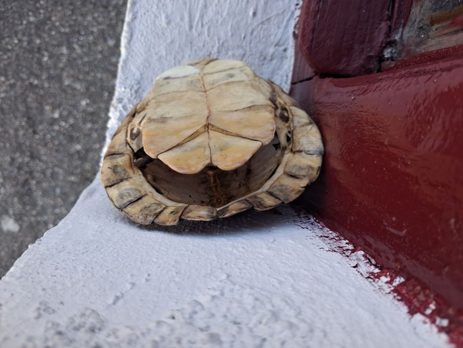 Testoasa broasca carapace