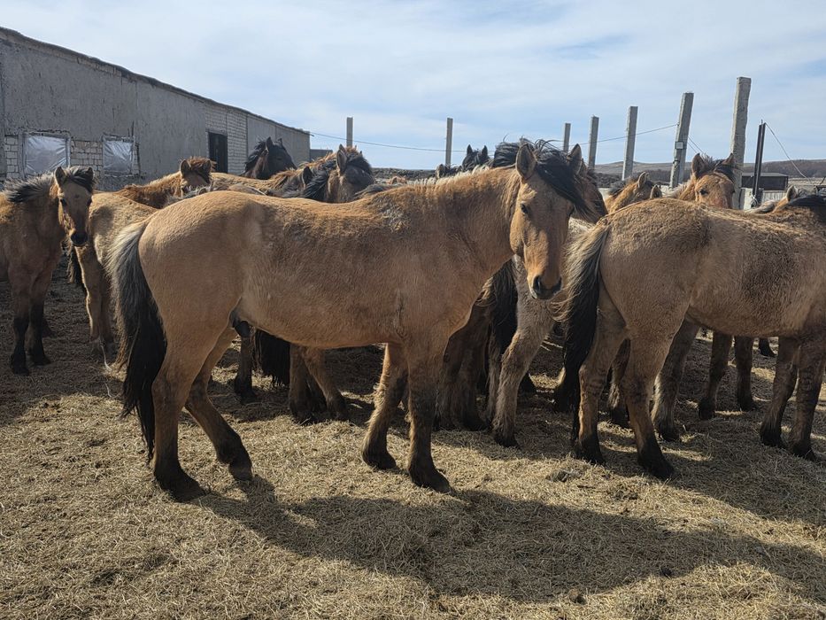 Мұғалжар тұқымы Құнандар сатамын