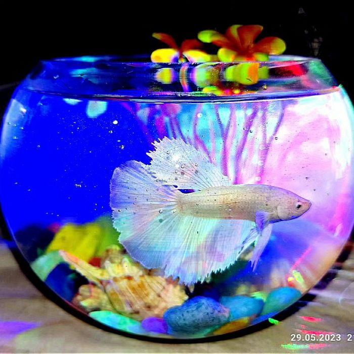 Аквариум + рыбка петушок + ракушка + растение + грунт в подарок