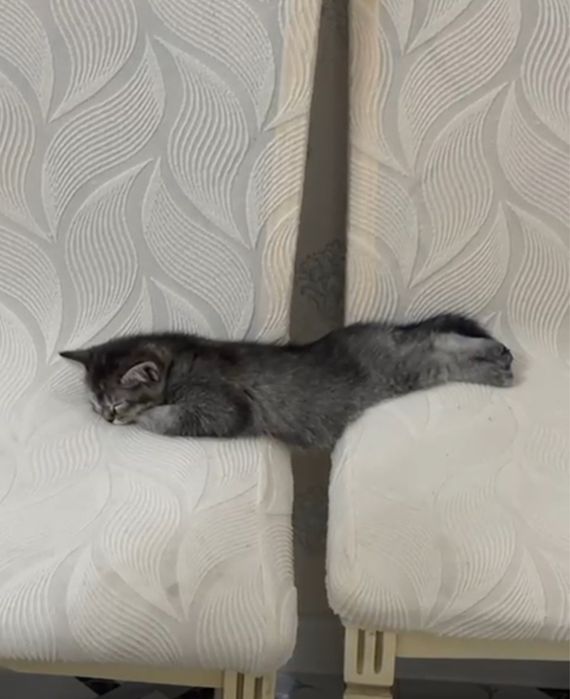 котенок 2.5 месяца