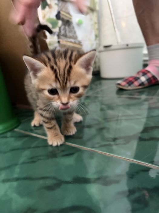 Отдам котят в добрые руки