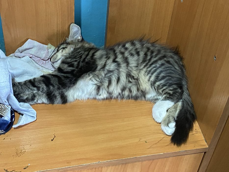 Котенок маленький