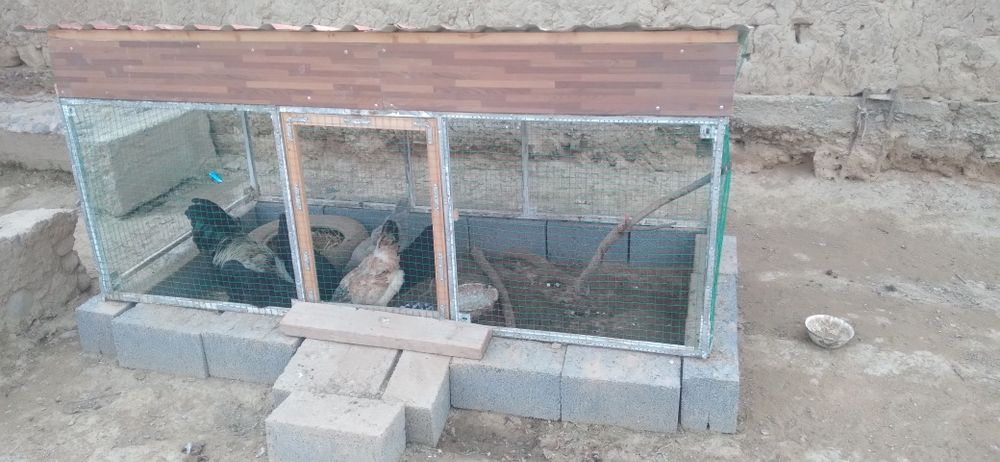 Tovuqlari bilan birga tovuqxona