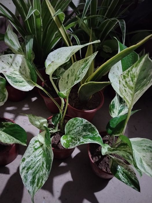 Сцендаптус-Эпипремнум, Сортовые