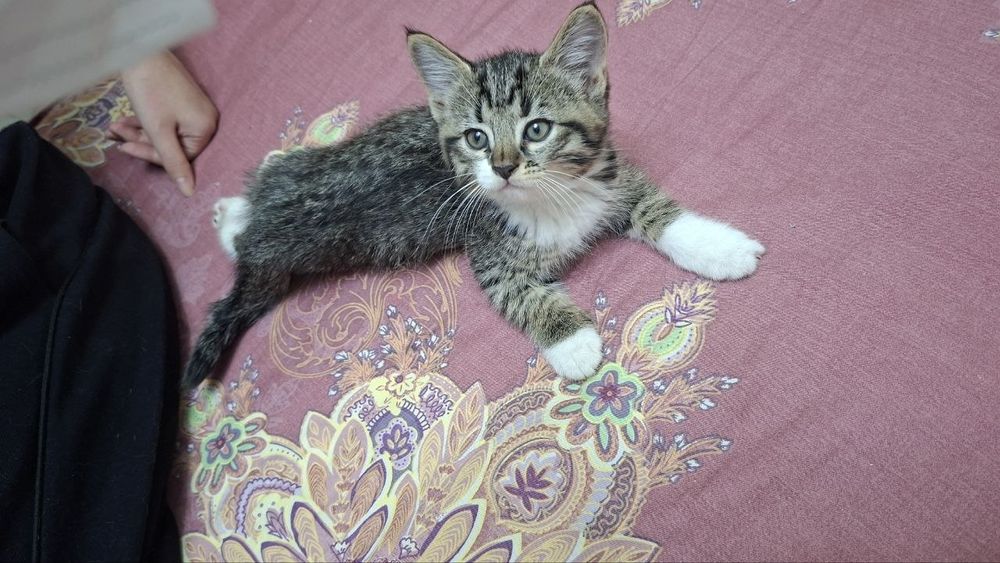 Котёнок смешанный