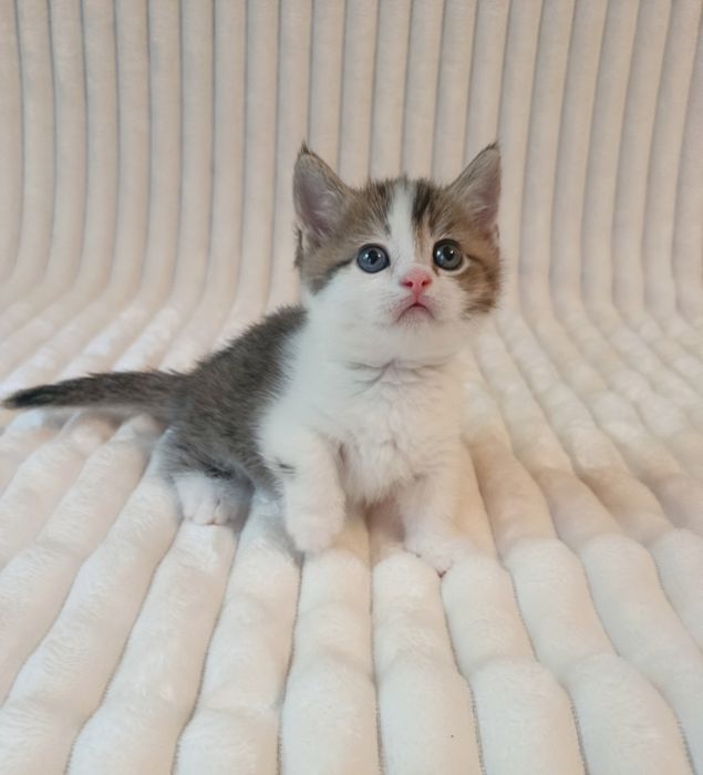 Продается котенок, Манчкин, мальчик