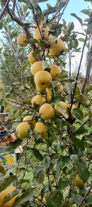 Продам яблоки золотой