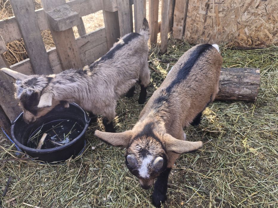 Iezi de vanzare viu sau carcasa