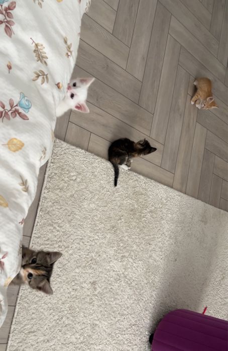 Котята    1,5 ай