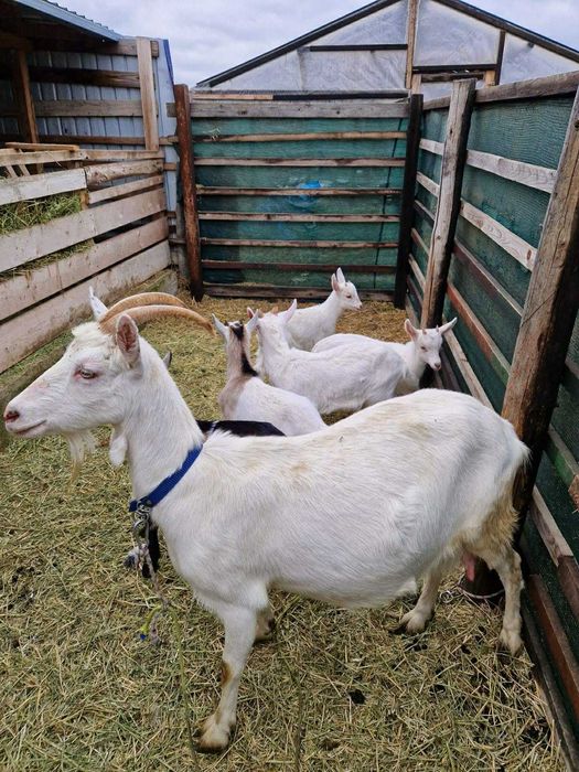 Ieduțe saanen de vânzare Voinești Iași