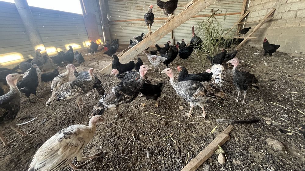 Үндік балапандары сатылады 3 айлық