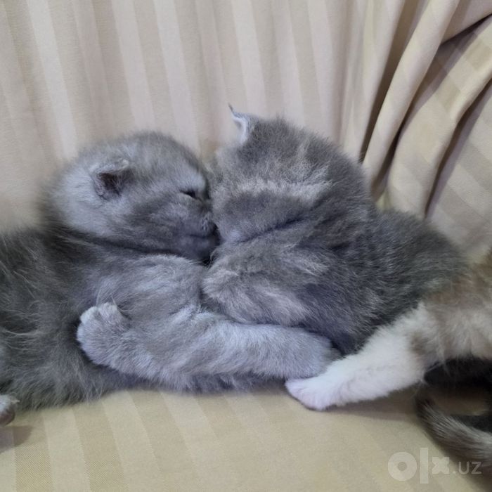Котята пародистые