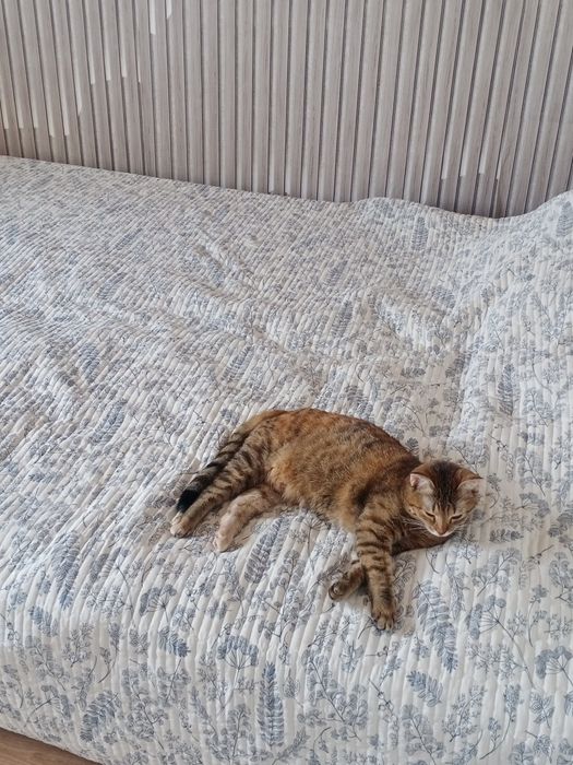 Передержка домашних животных