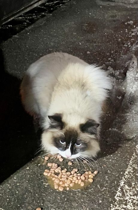 Найдена кошка, бегала на Атакенте, потом убежала