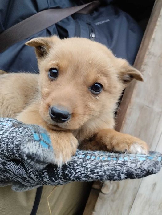 Щенки ищут свой дом